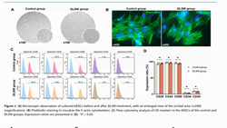 Magnetic chitosan nanoparticle-exosome hydrogel enhances bladder function in diabetic bladder dysfunction via activating the FAK-p38 MAPK-GATA4 axis in adipose-derived mesenchymal stromal cells